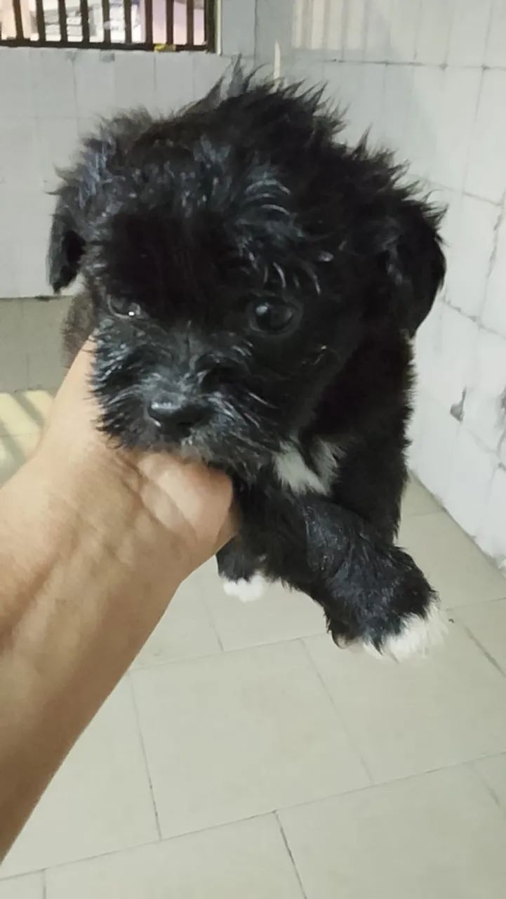 Cachorro shih tzu - Foto 3