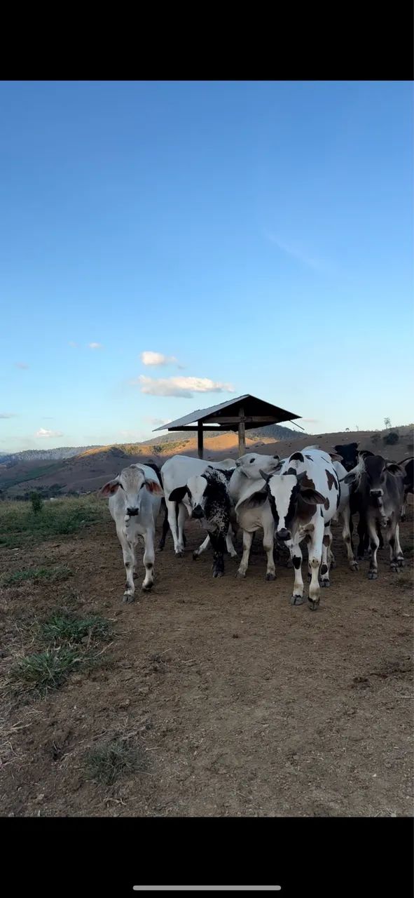 Bezerros zebuados - Foto 2