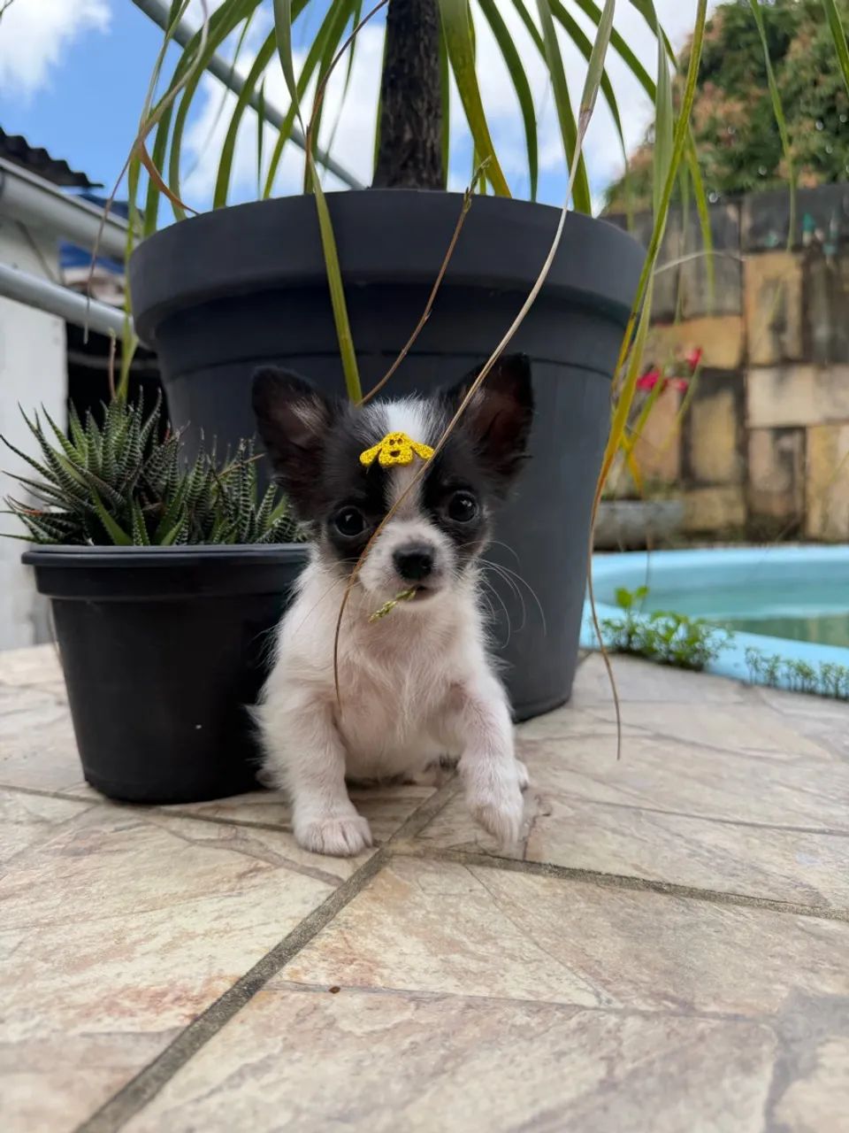 Chihuahua Miniatura  - Foto 3