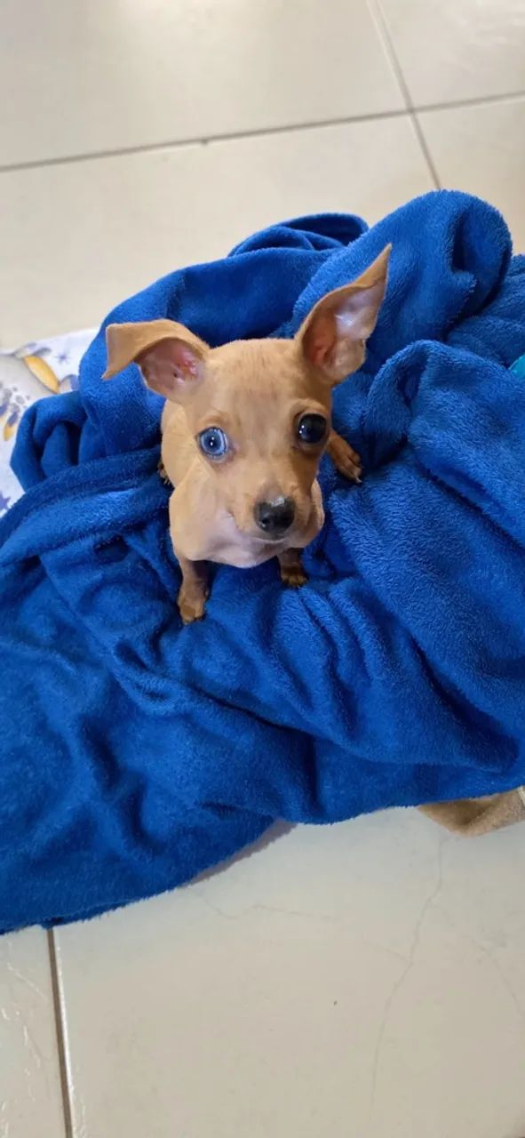 Pinscher 1  - Foto 3