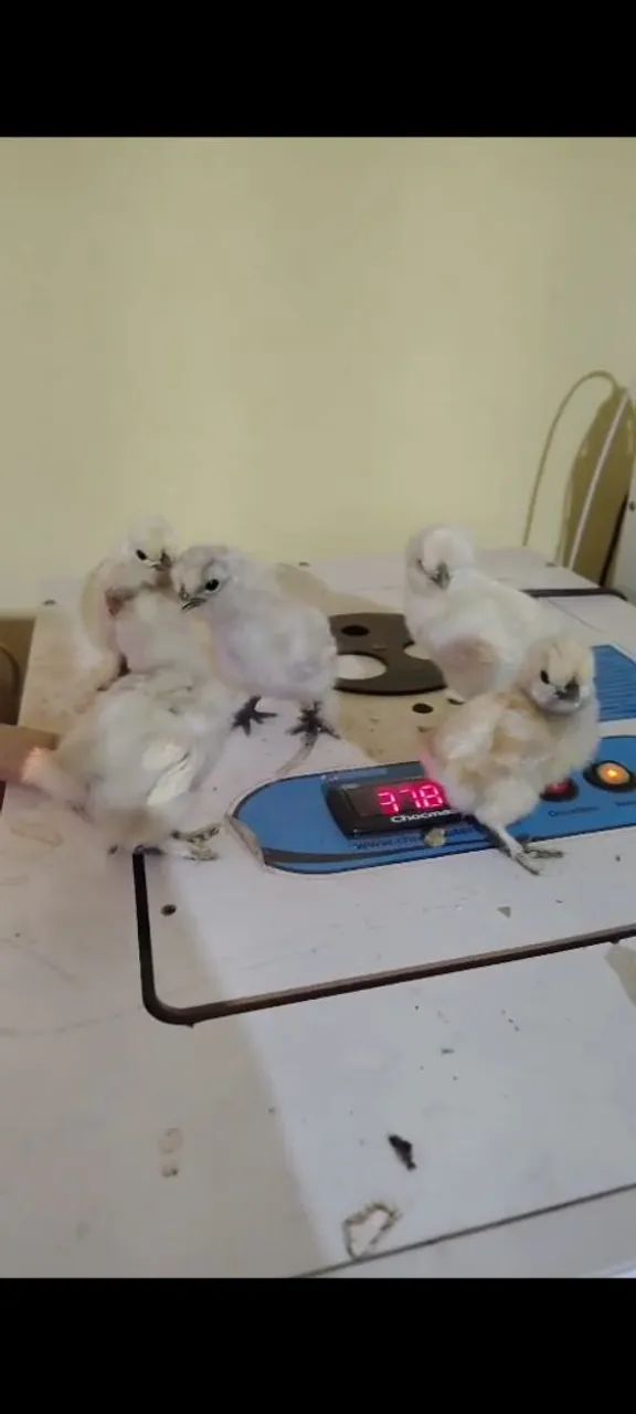 Animais de estimação  - Foto 5