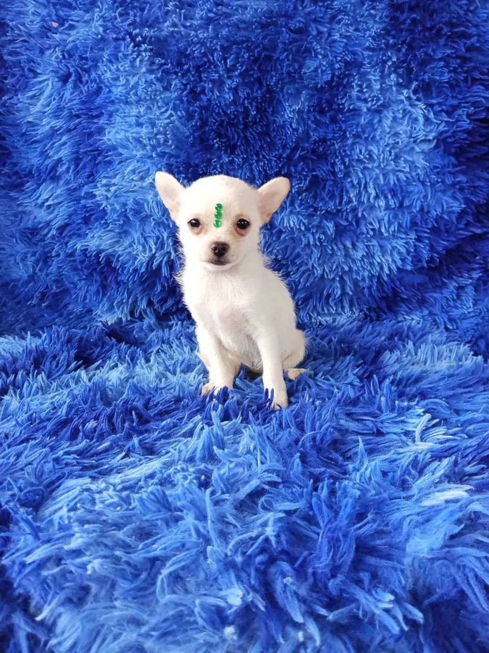 Chihuahua 