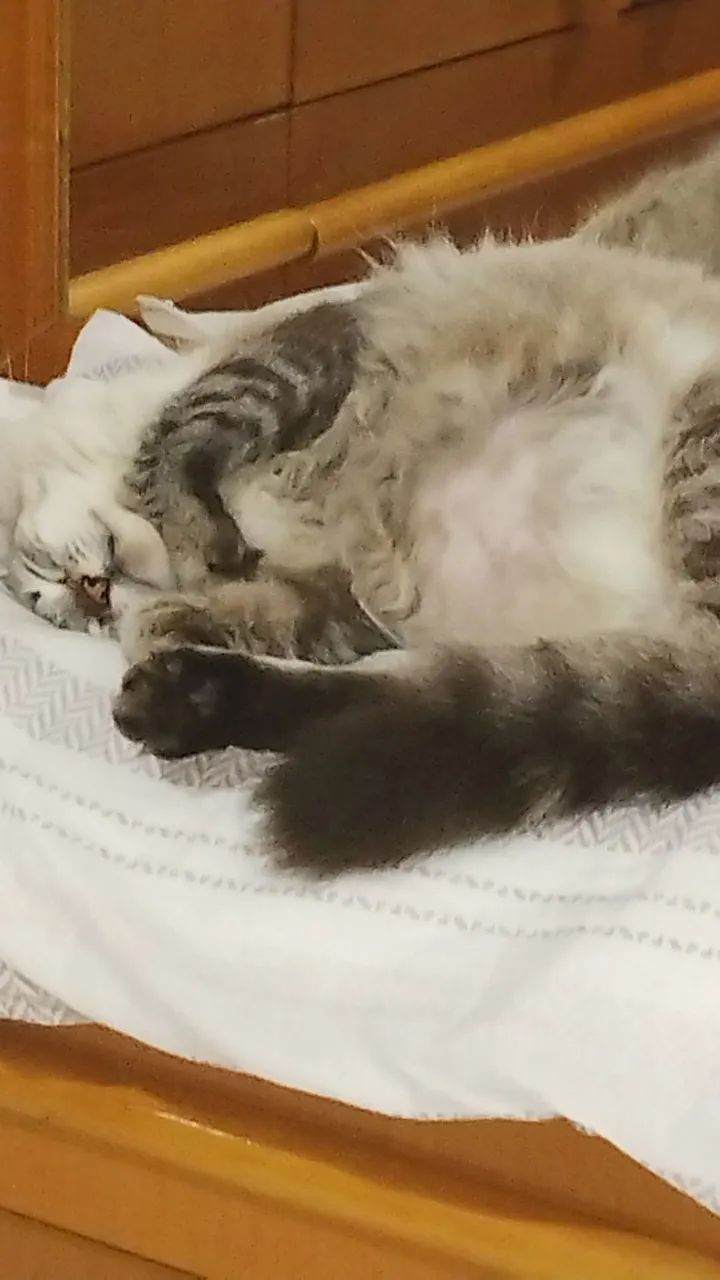 Cuidadora de pets  - Foto 4