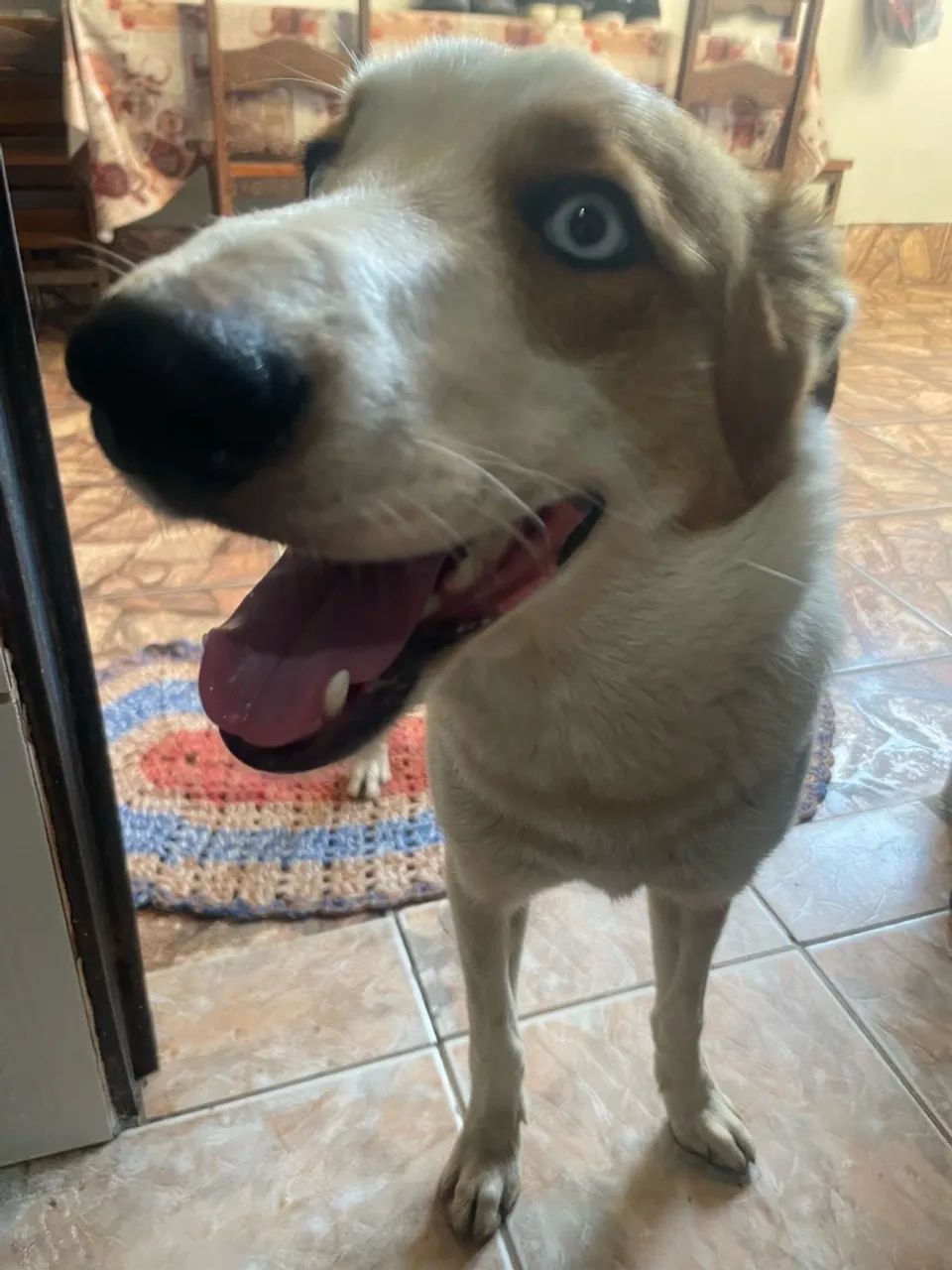 Cachorro para adoção  - Foto 3