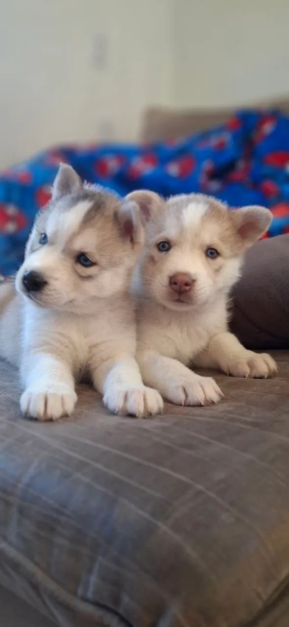 Filhotes de husky siberiano 