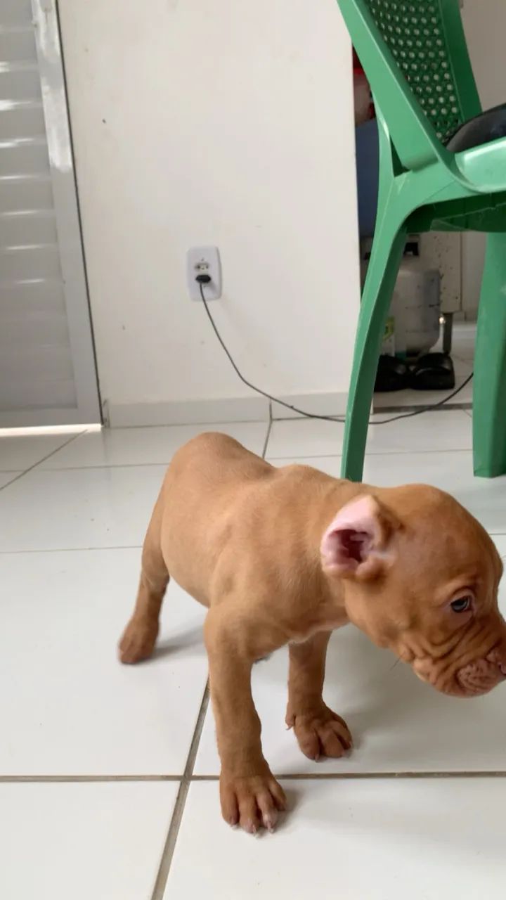 Filhote de pitbull  - Foto 2