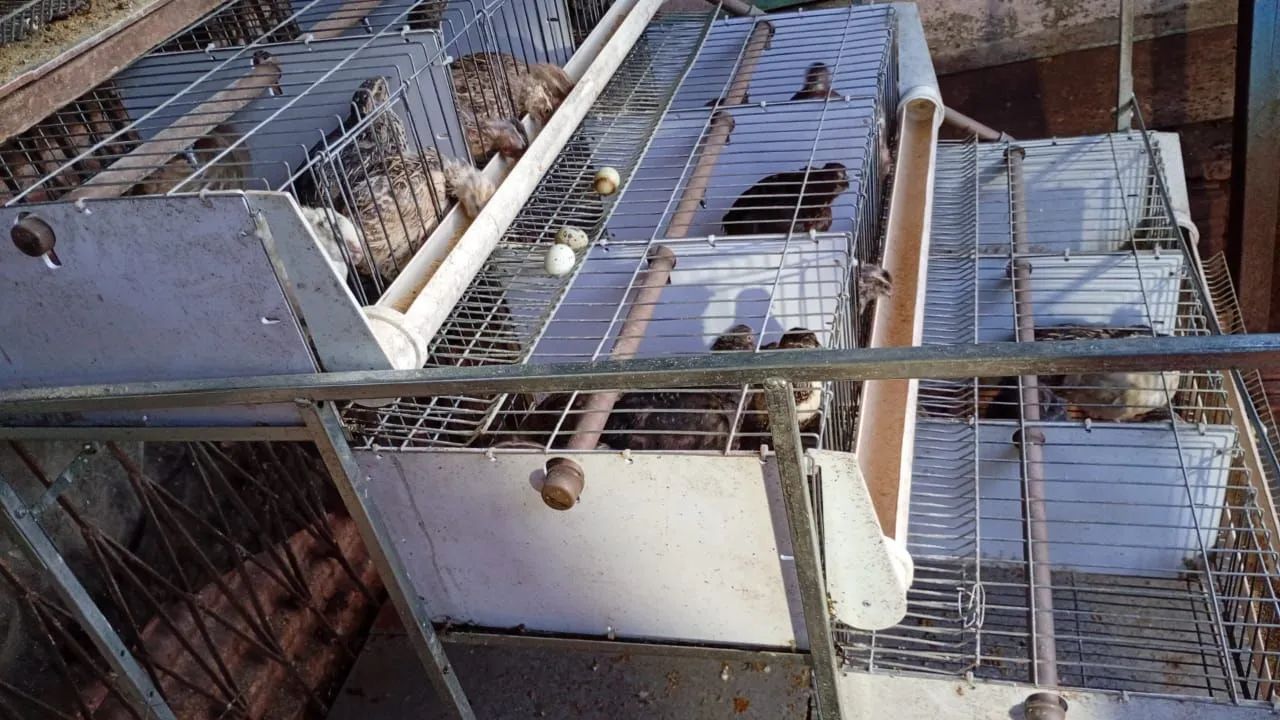 Vendo Codornas  - Foto 2