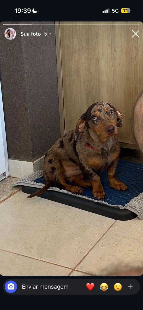 Cachorro  - Foto 4