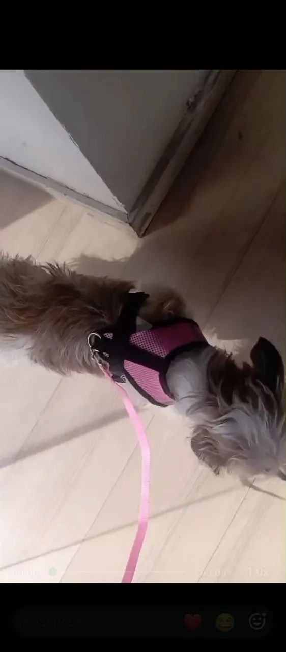 Cachorra de raça para doar - Foto 4