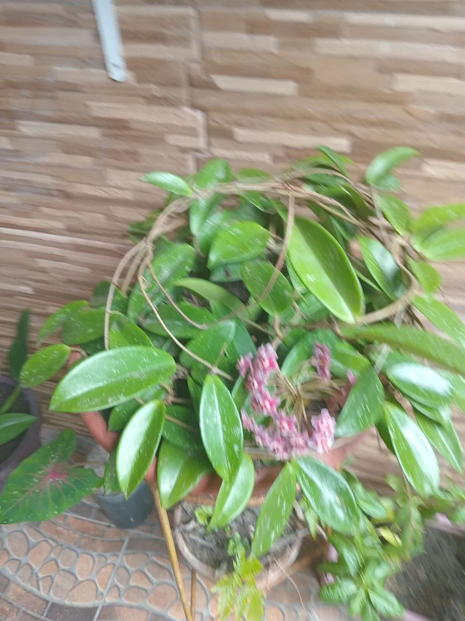 Plantas  - Foto 2