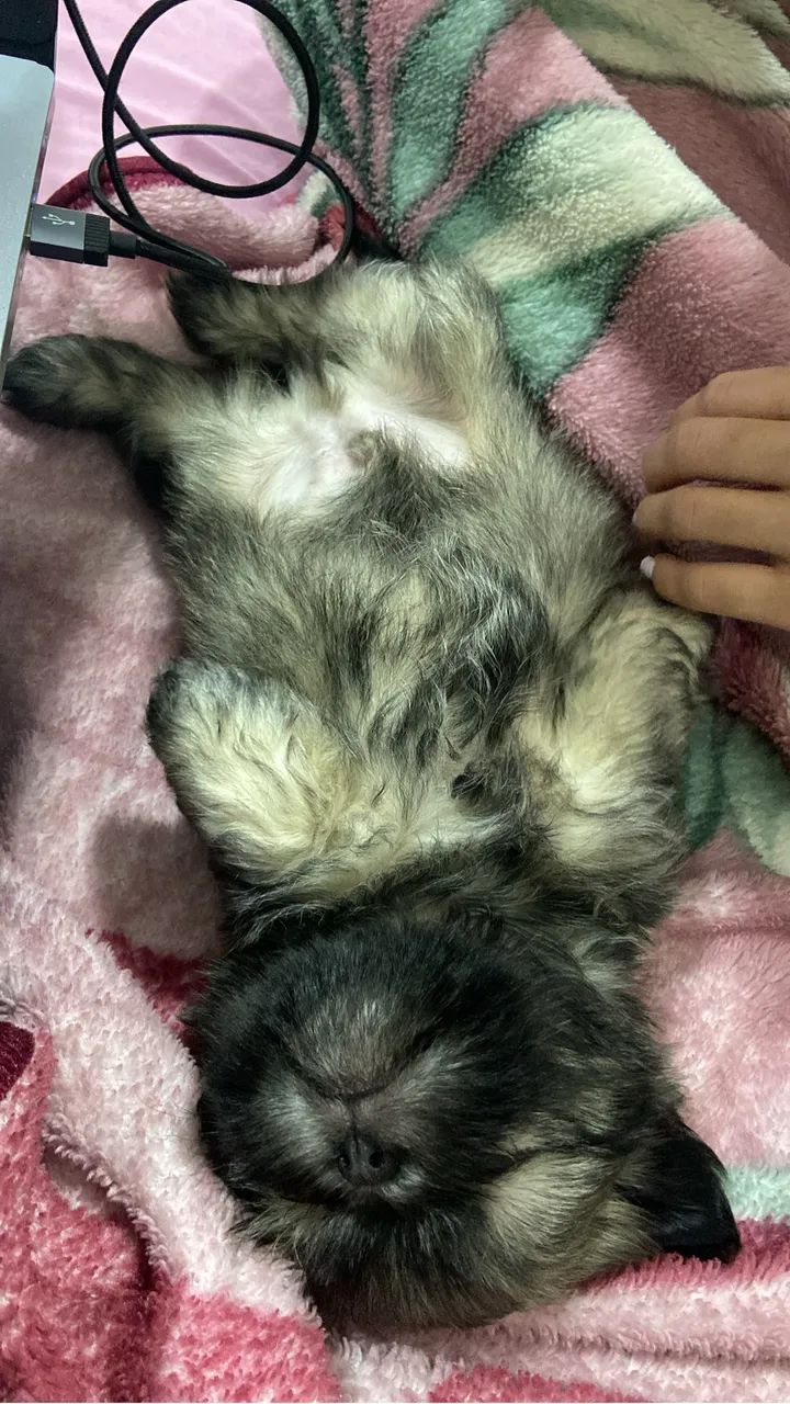 Doa-se dois shih tzu