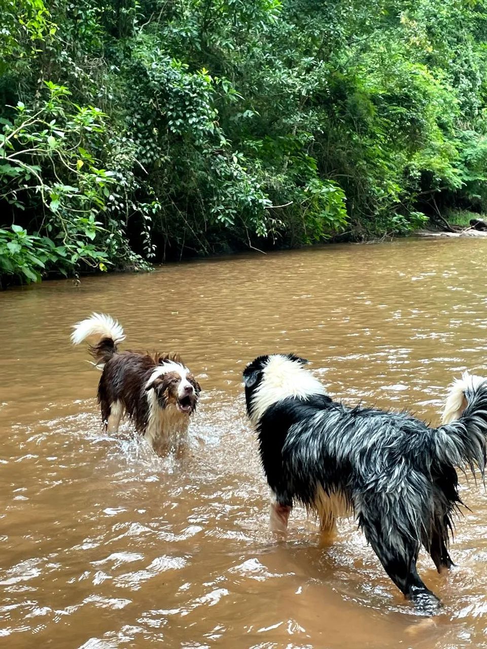 Casal de Border Collie  - Foto 3