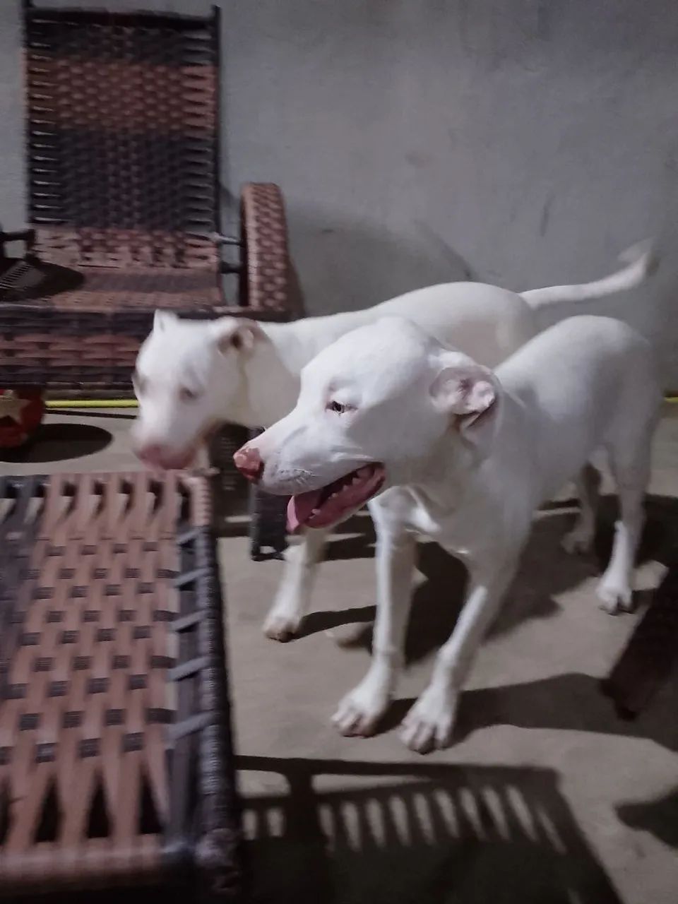 Filhotes de Pitbull 5 meses  - Foto 4