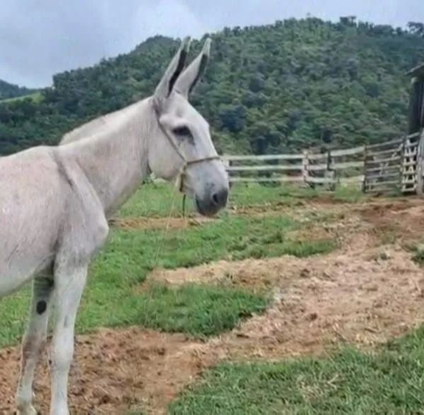 Venda de cobertura 
