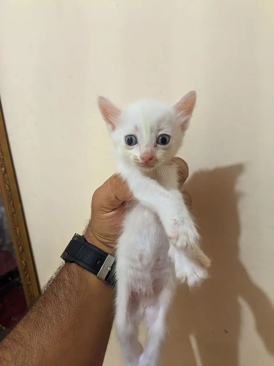 Gatinhos disponíveis para adoção  - Foto 2