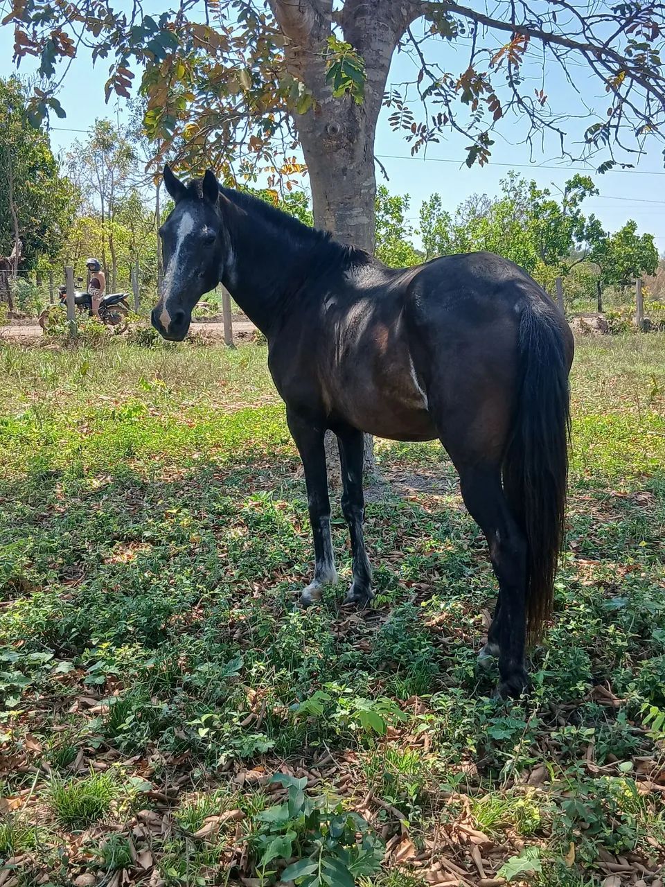 Cavalo pra venda  - Foto 2