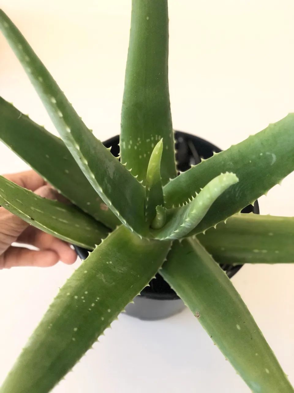 Planta babosa  - Foto 2
