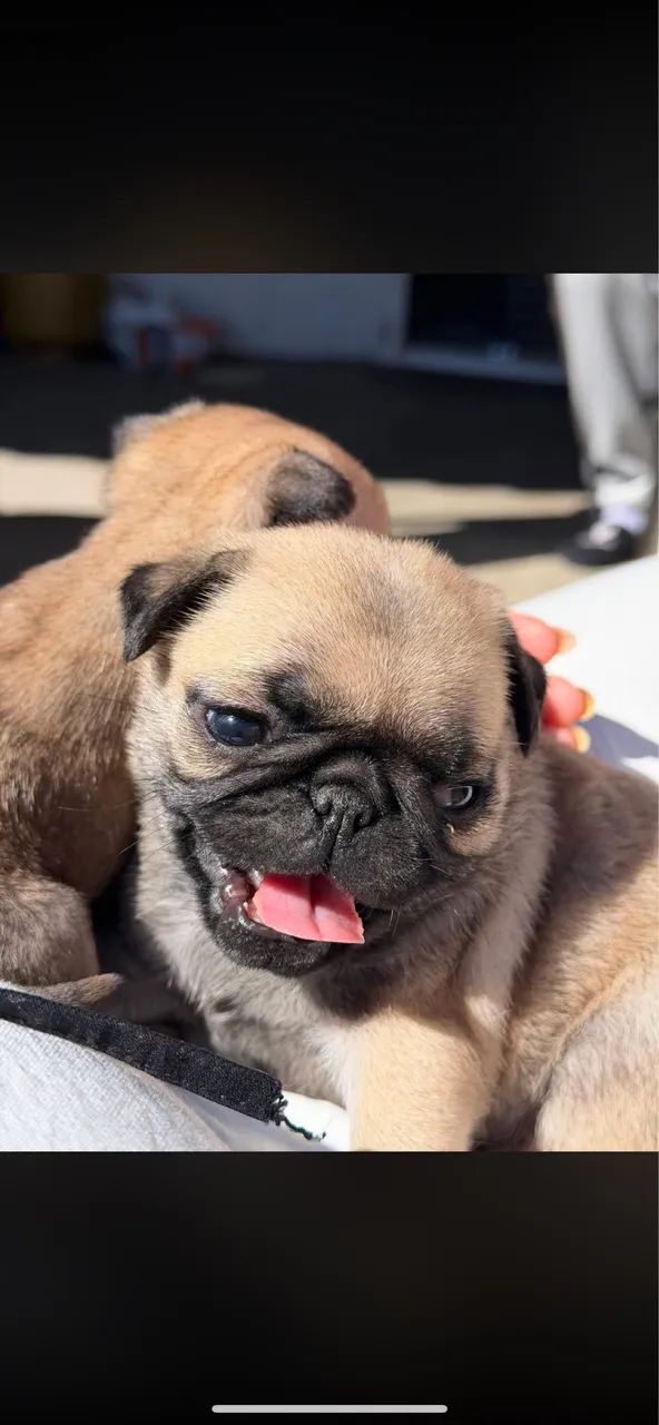 Pug disponível ? - Foto 2