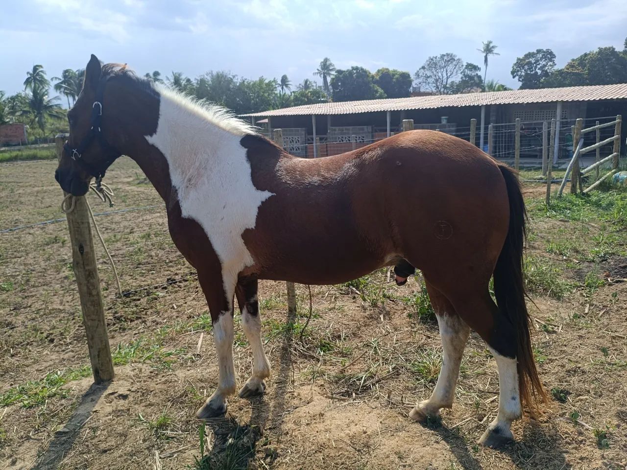 Cavalo - Foto 3