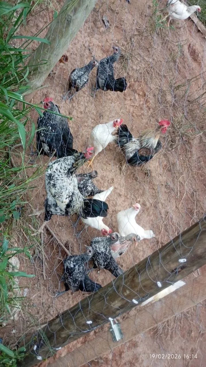 Garnisés - Galos, galinhas e pintinhos. - Foto 5