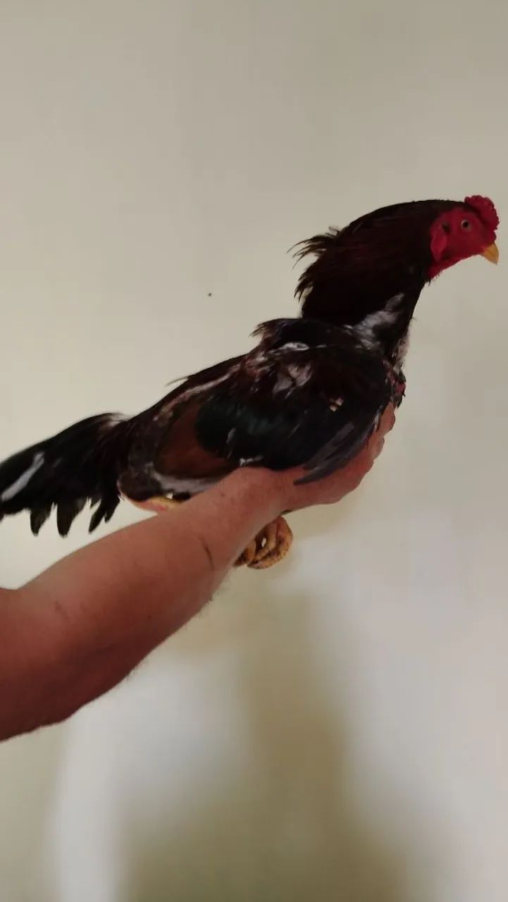 Frango e franga - Foto 2