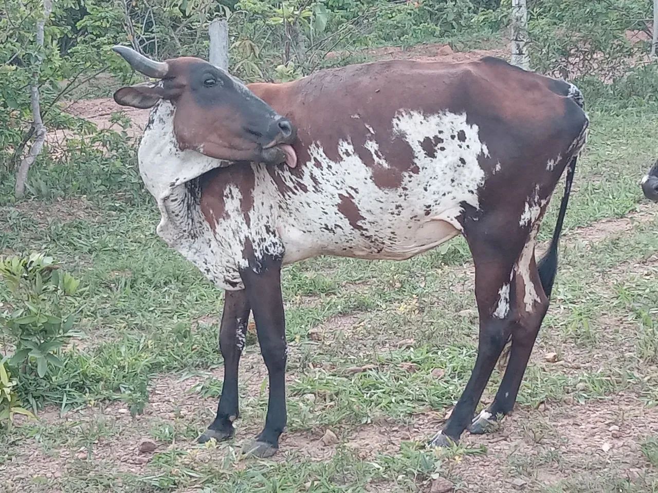 Vaca Girolando 