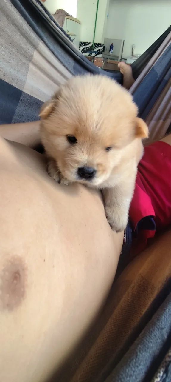 Filhotes de Chow chow - Foto 4