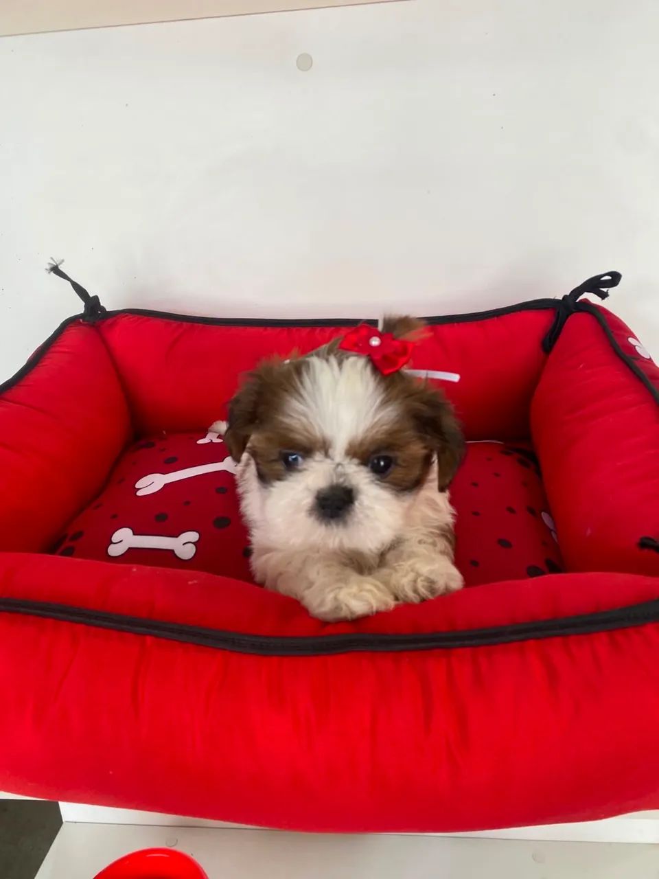 Animais de estimação  - Foto 4