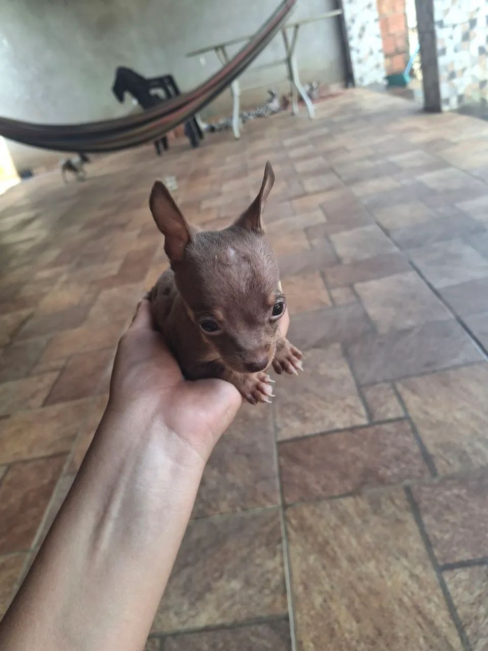 Pincher 0 - Foto 2