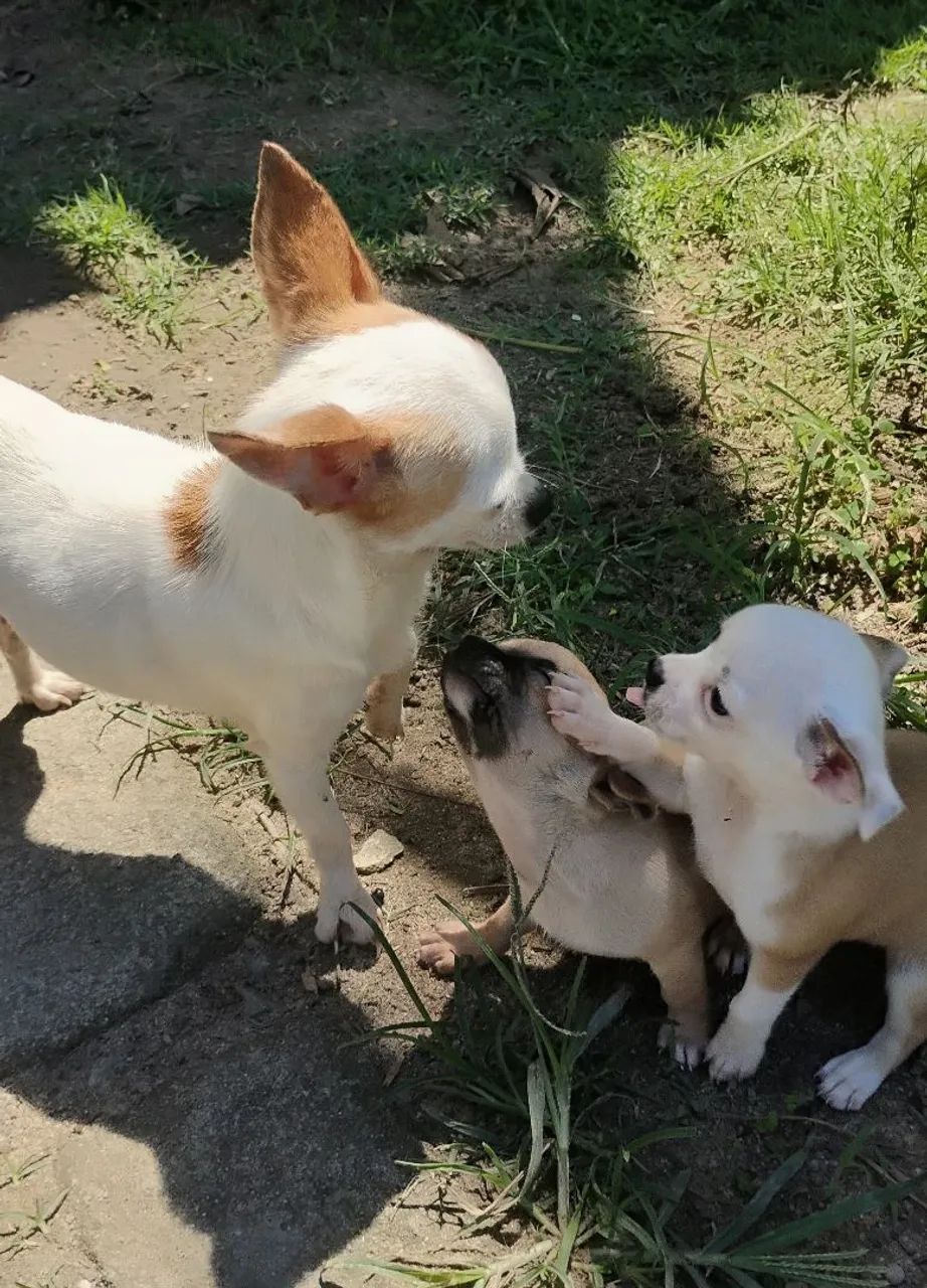 Chihuahua #MACHO - Foto 3