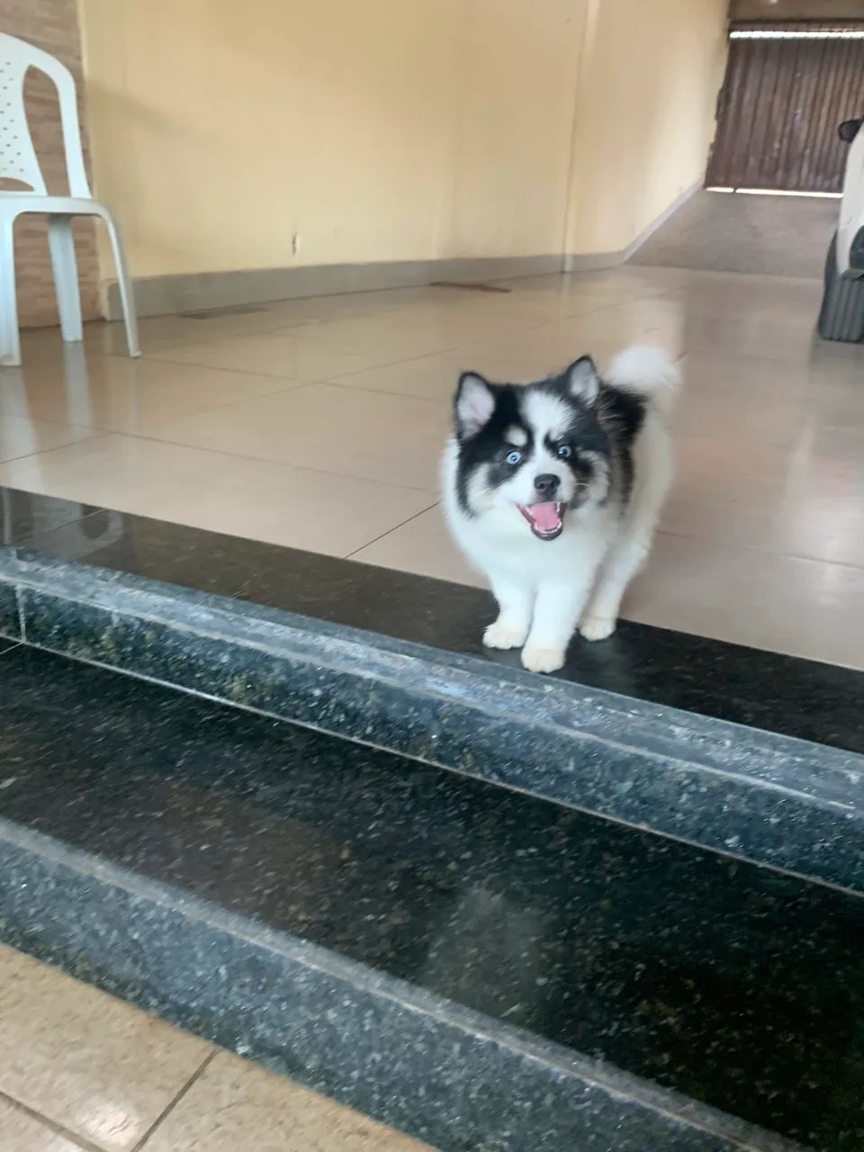 Filhote de Pomsky - Foto 4