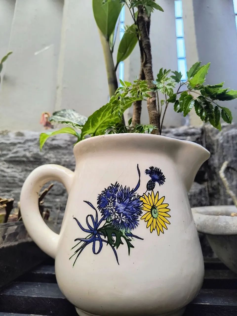 Jarra leiteira com plantas belíssima zamioculca árvore da felicidade singônio aglaonema - Foto 2