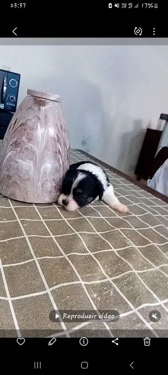 Shitzu/Puro