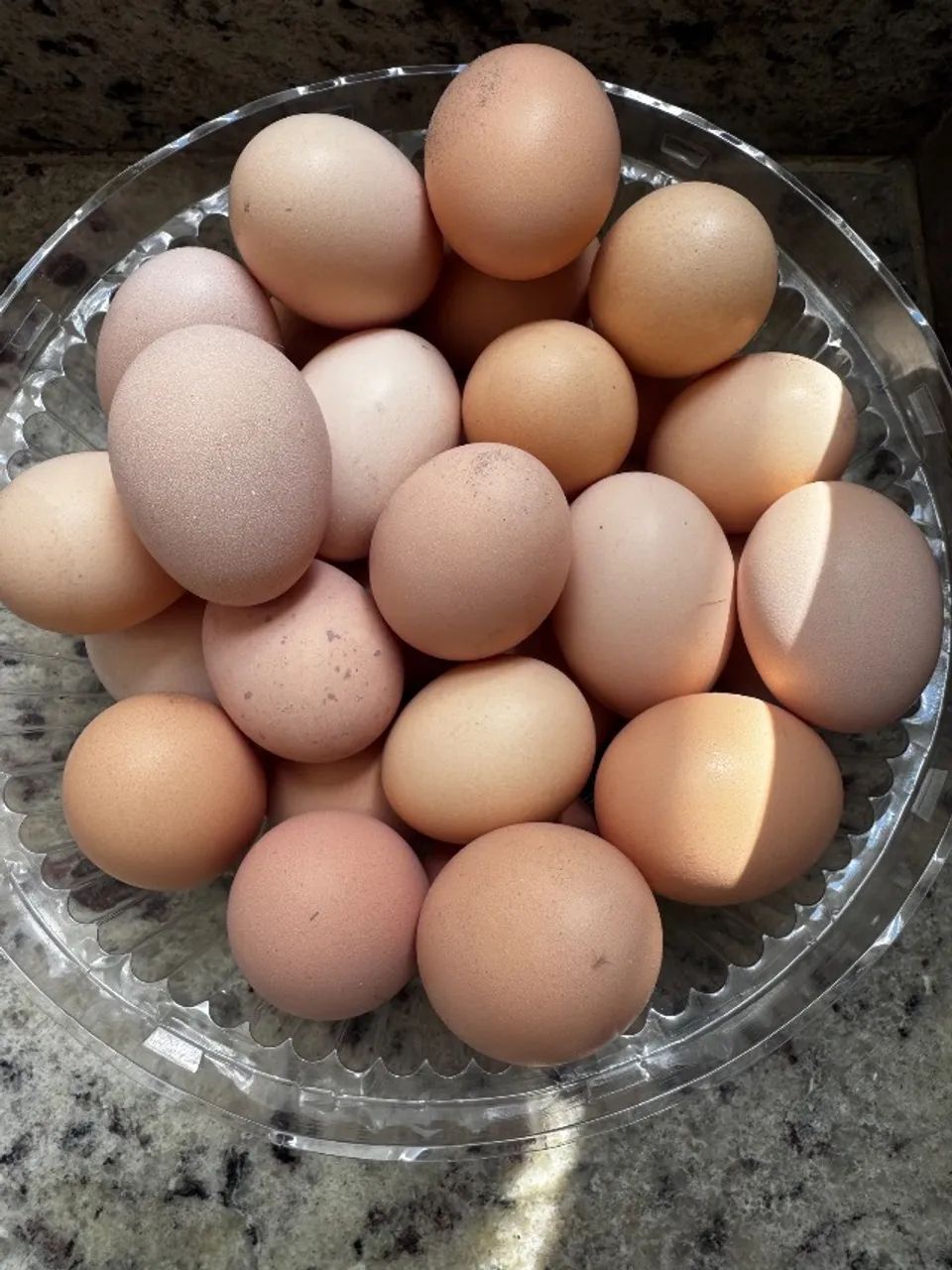 Ovos de galinha Brahma 