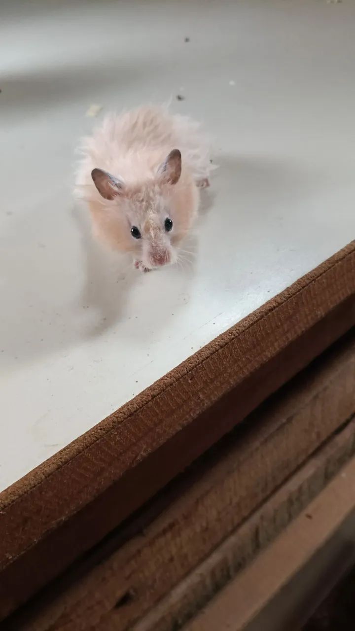 Hamester filhote  - Foto 4