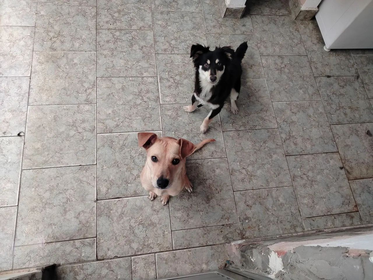 Doando um macho e um fêmea 