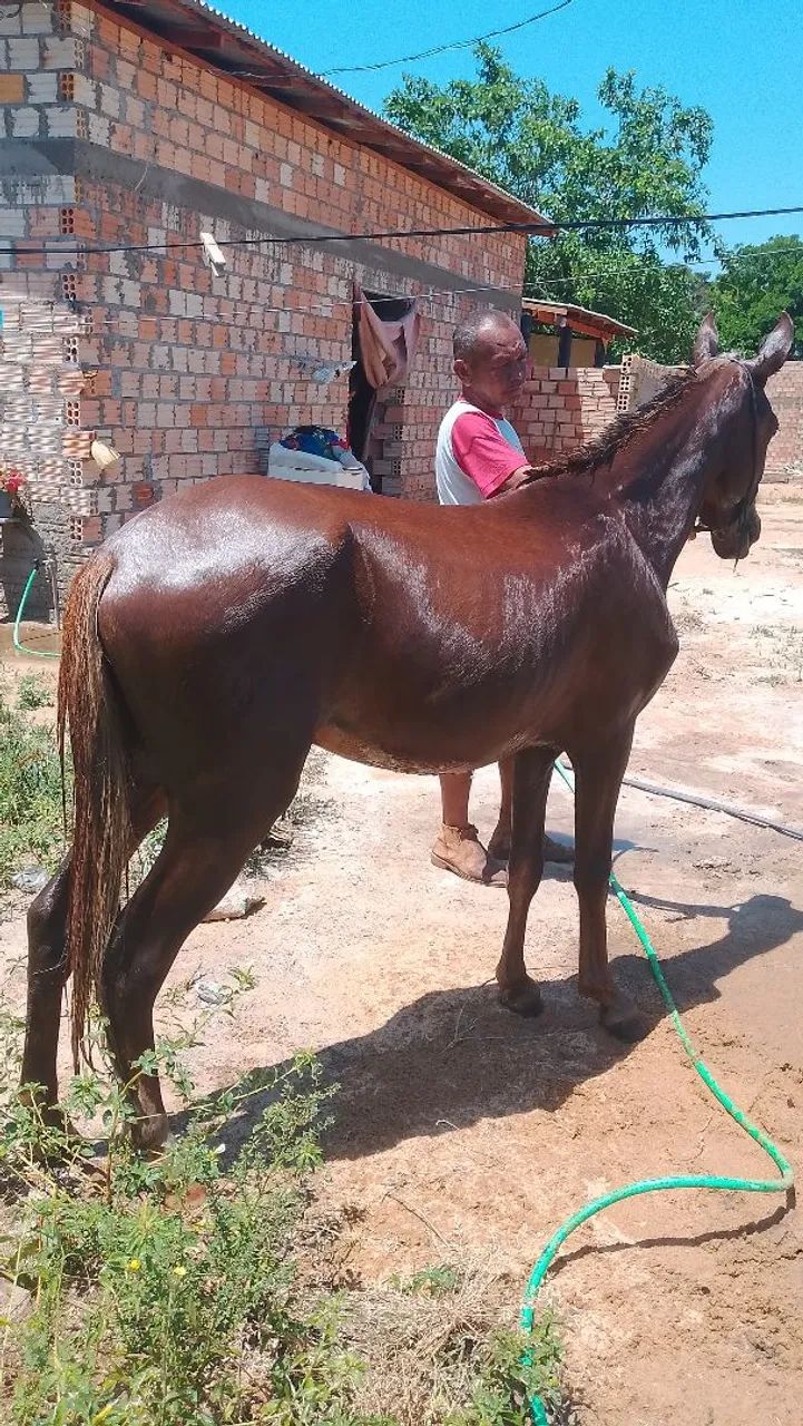 Vendo esse potro
