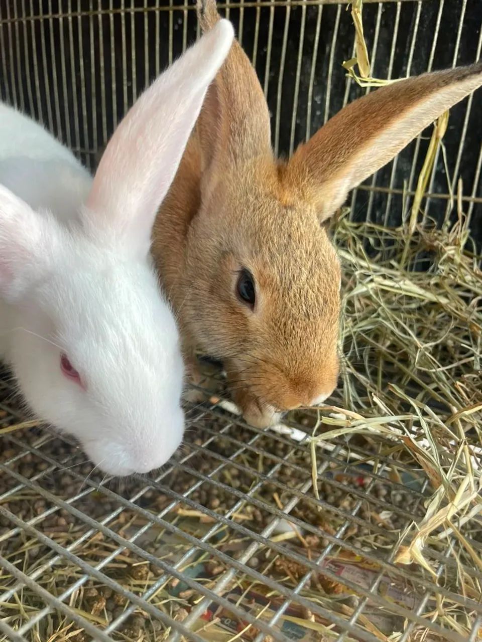 Coelhos 