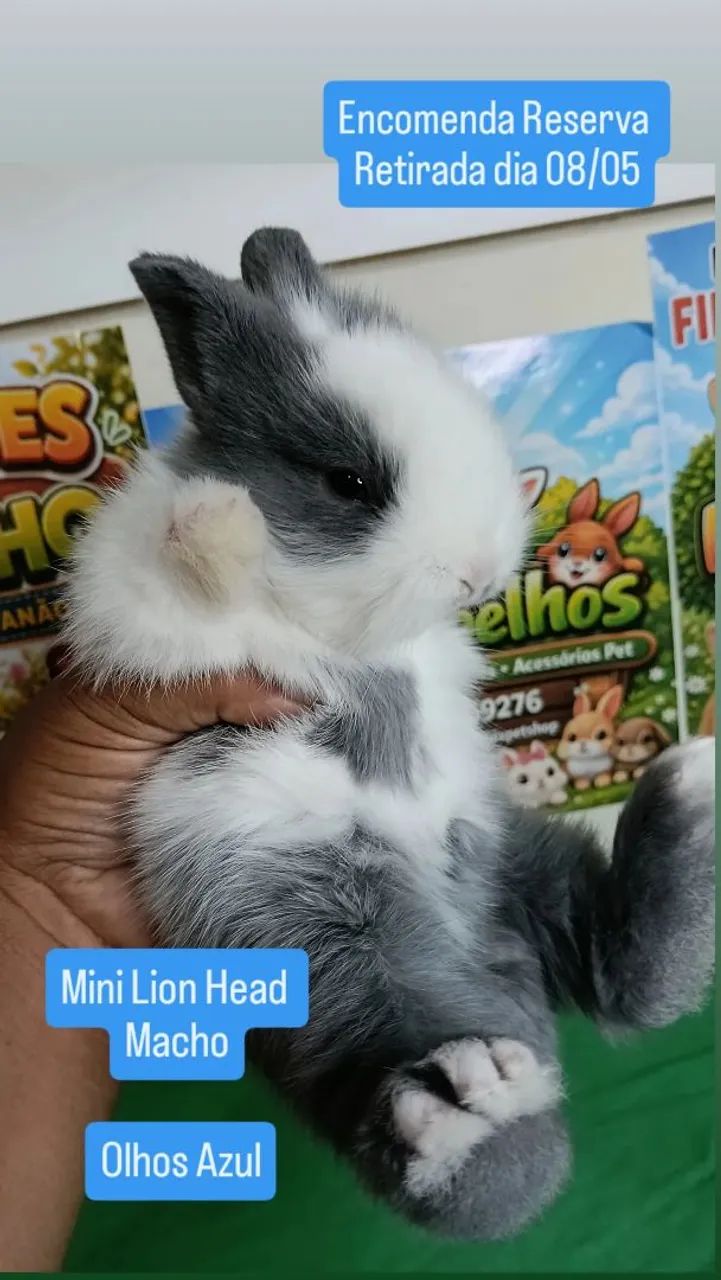 Mini Coelho Variadas Raças e Valores  - Foto 6