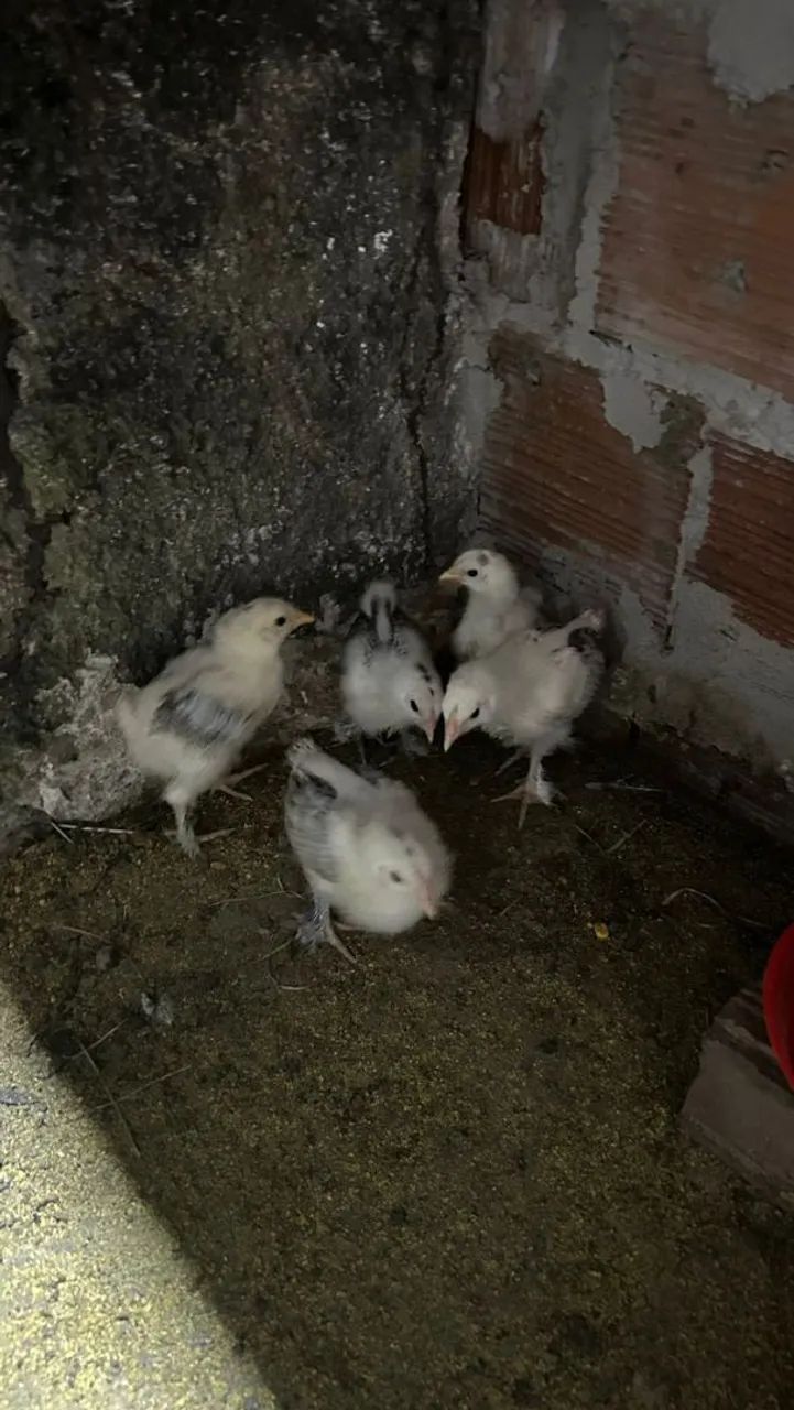 Pintos brahma - Foto 2