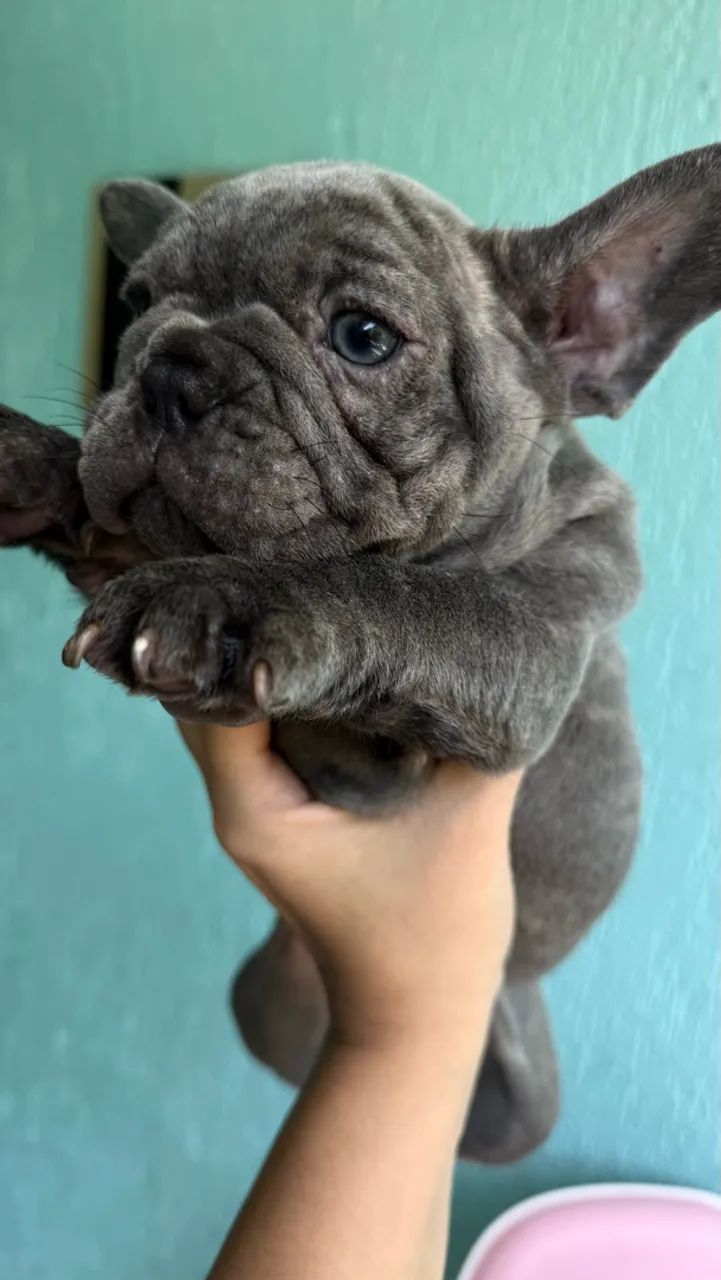 Buldogue francês  - Foto 3