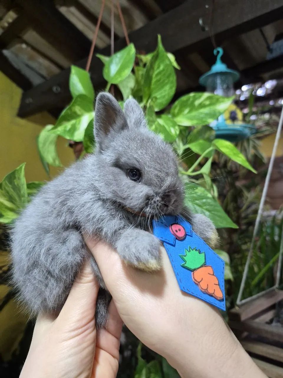 Netherlands dwarf machos - Foto 4