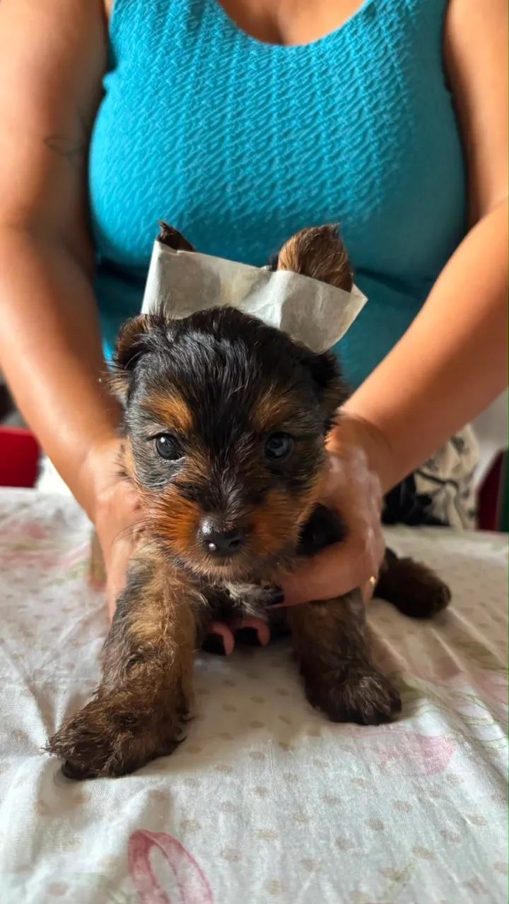 Yorkshire terrier  - Foto 3