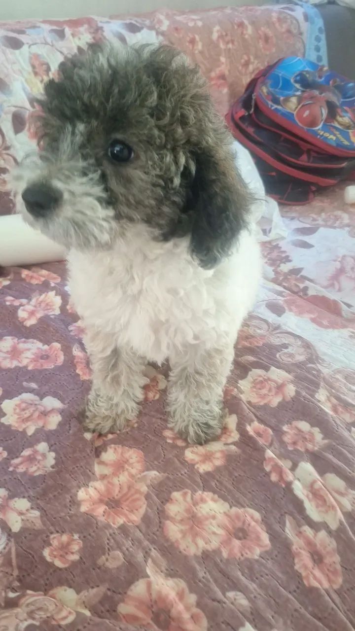 Cachorro puldol  $ 300 - Foto 2