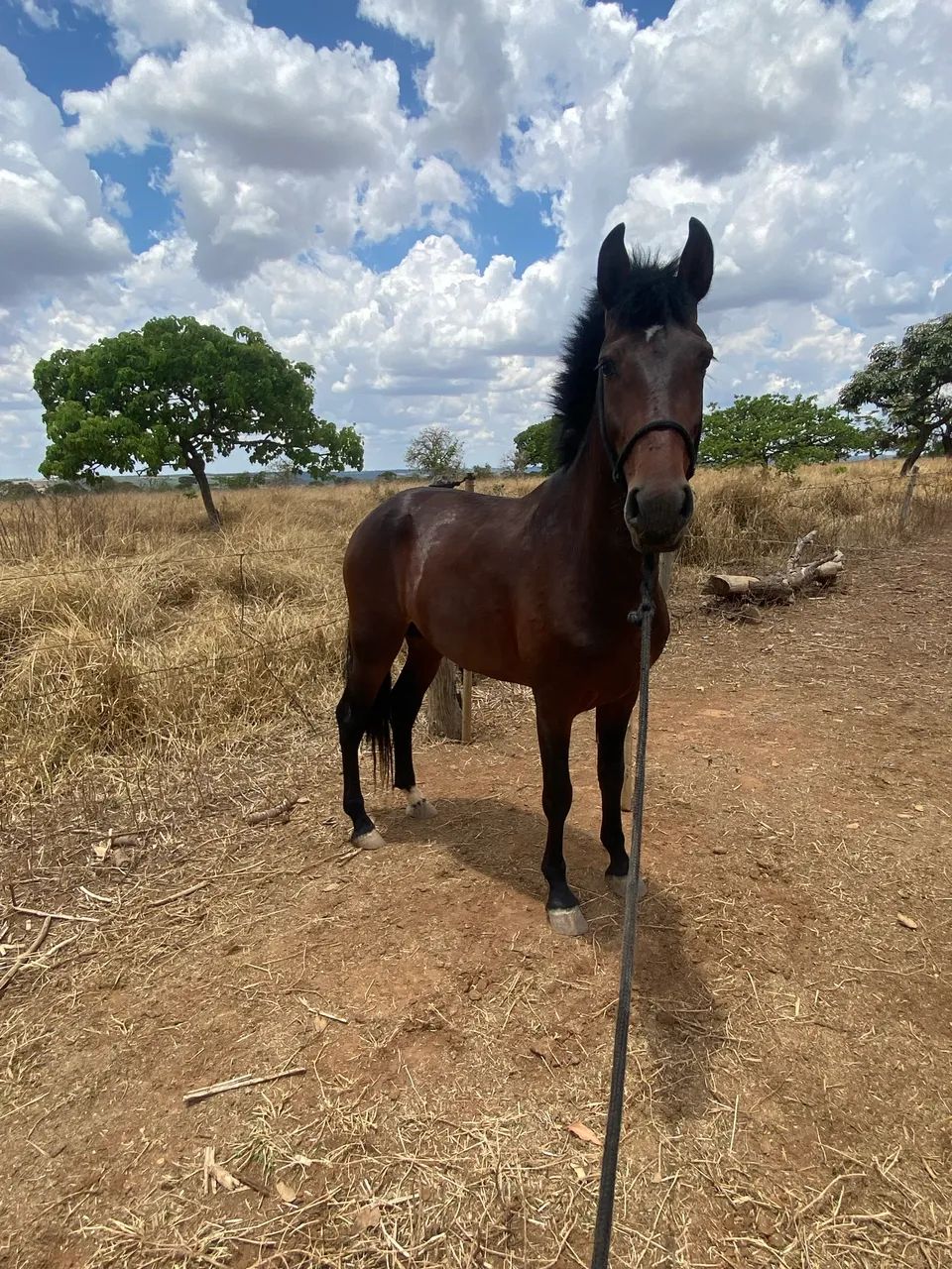 Potro MM, macha picada, 3 anos e 7 meses, sem papel, mais informações pv