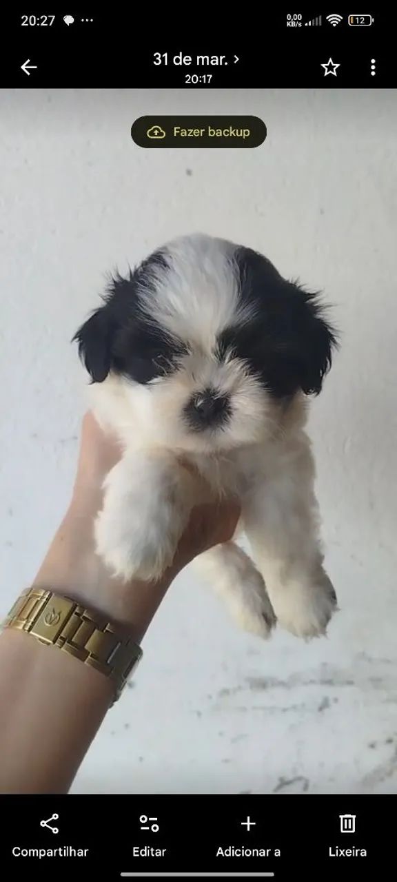 Cachorro Shitzu  - Foto 2