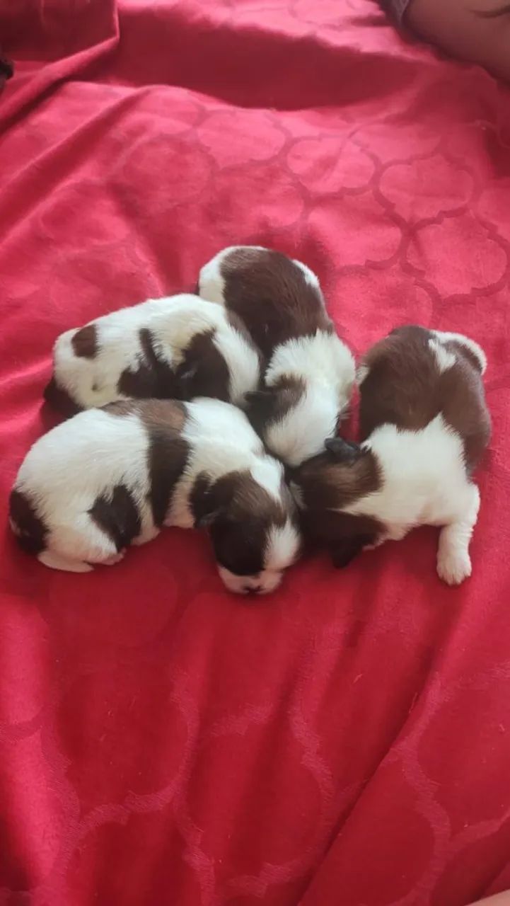 Lindos filhote de Shitzu