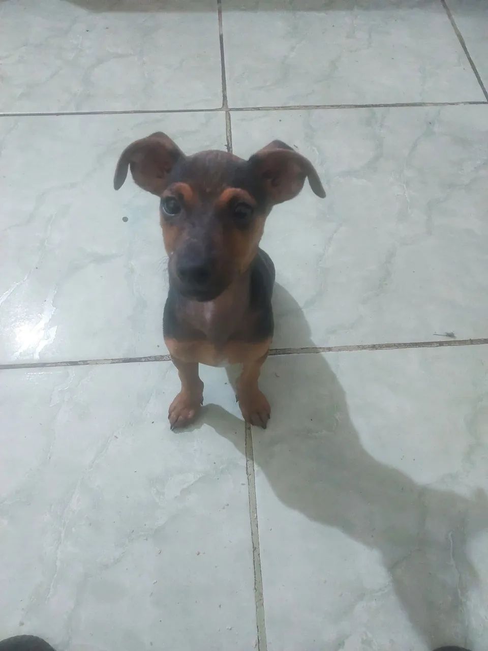 Cachorro pincher  - Foto 2