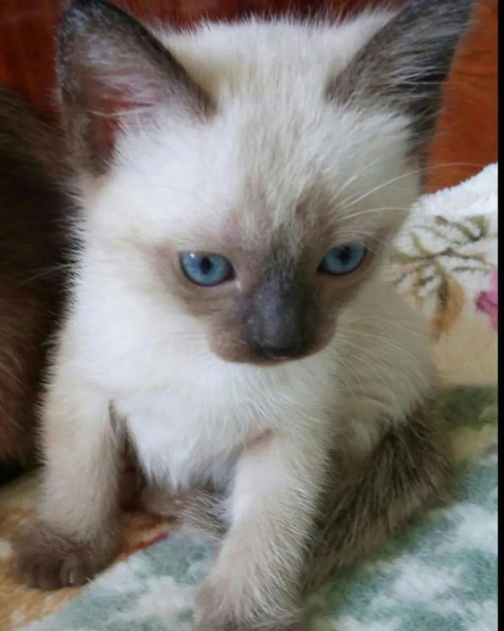 Gatinhos Siamês filhotes  - Foto 2