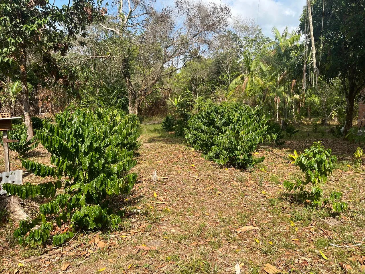 Casa em Santa Bárbara-Pa - Foto 4